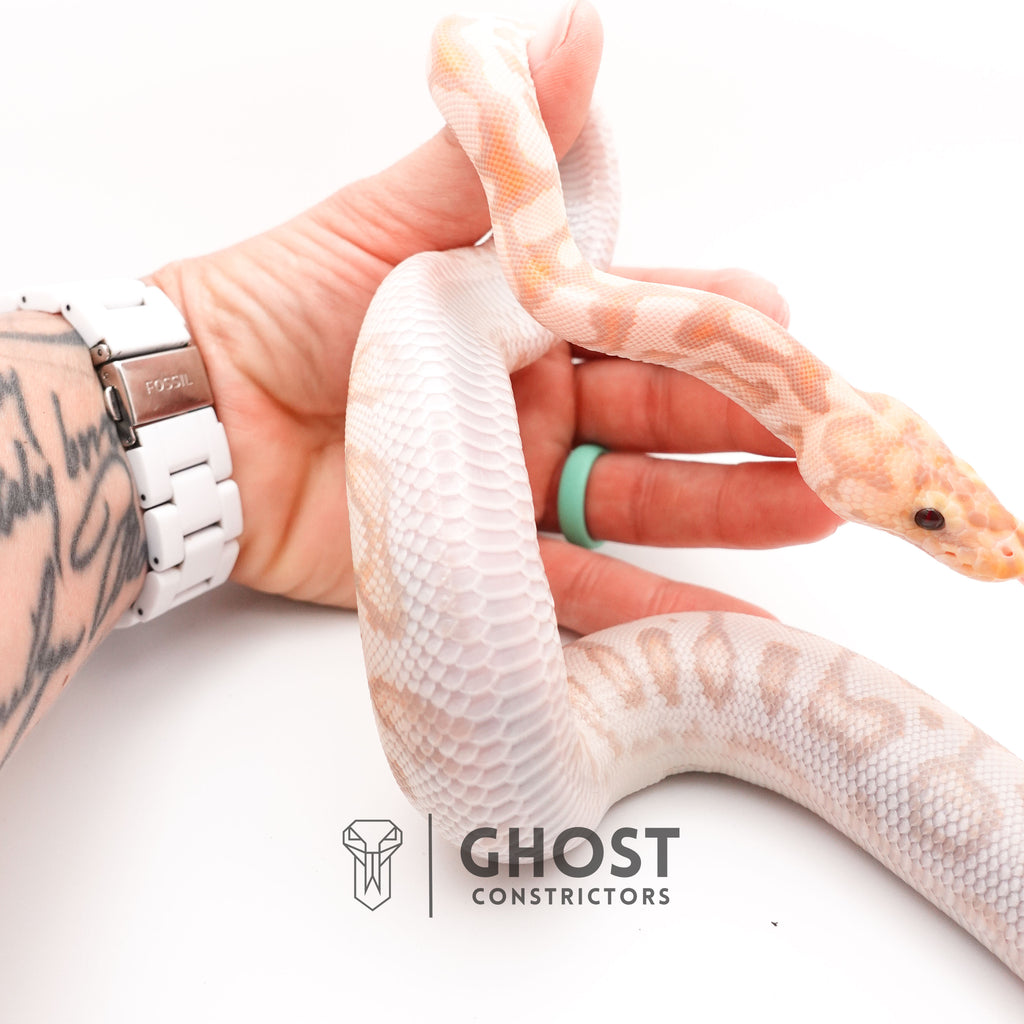 Banana Spotnose Clown Ball Python - Curled Tail — Male, 2024 hatch, captive-bred by Ghost Constrictors