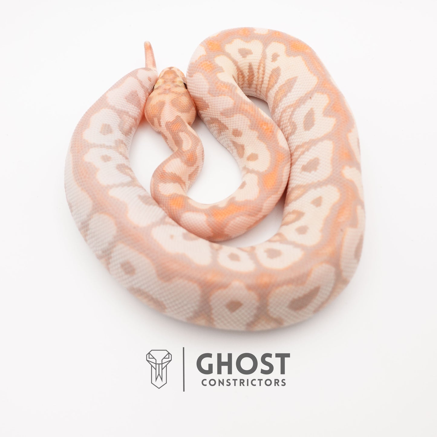 Banana Spotnose Clown Ball Python - Curled Tail