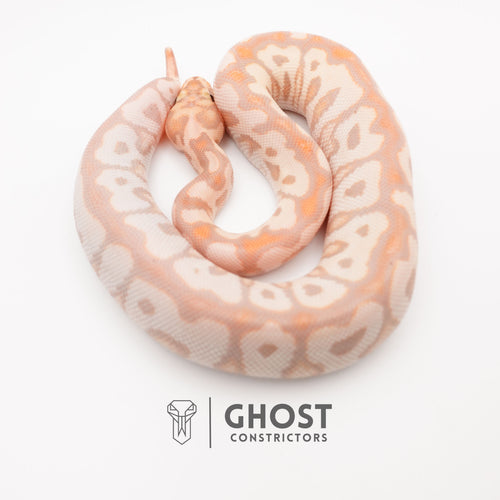 Banana Spotnose Clown Ball Python - Curled Tail — Male, 2024 hatch, captive-bred by Ghost Constrictors