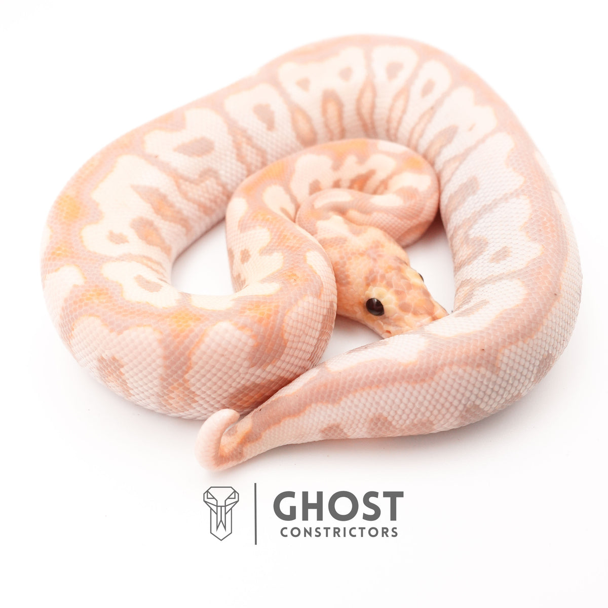 Banana Spotnose Clown Ball Python - Curled Tail — Male, 2024 hatch, captive-bred by Ghost Constrictors