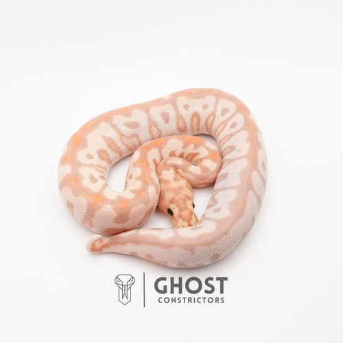 Banana Spotnose Clown Ball Python - Curled Tail — Male, 2024 hatch, captive-bred by Ghost Constrictors