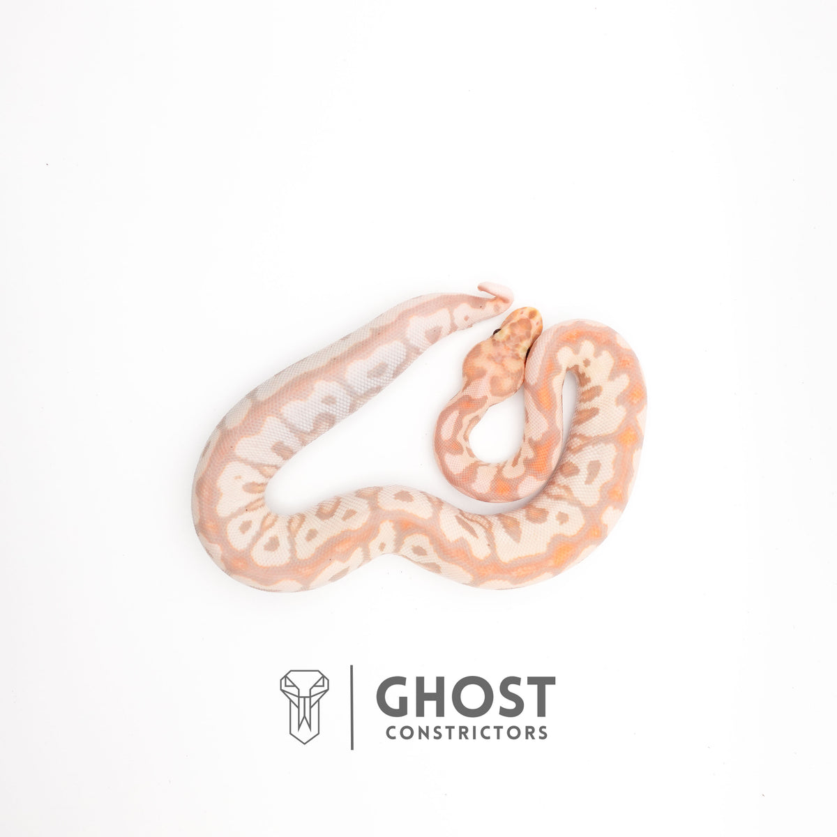Banana Spotnose Clown Ball Python - Curled Tail — Male, 2024 hatch, captive-bred by Ghost Constrictors