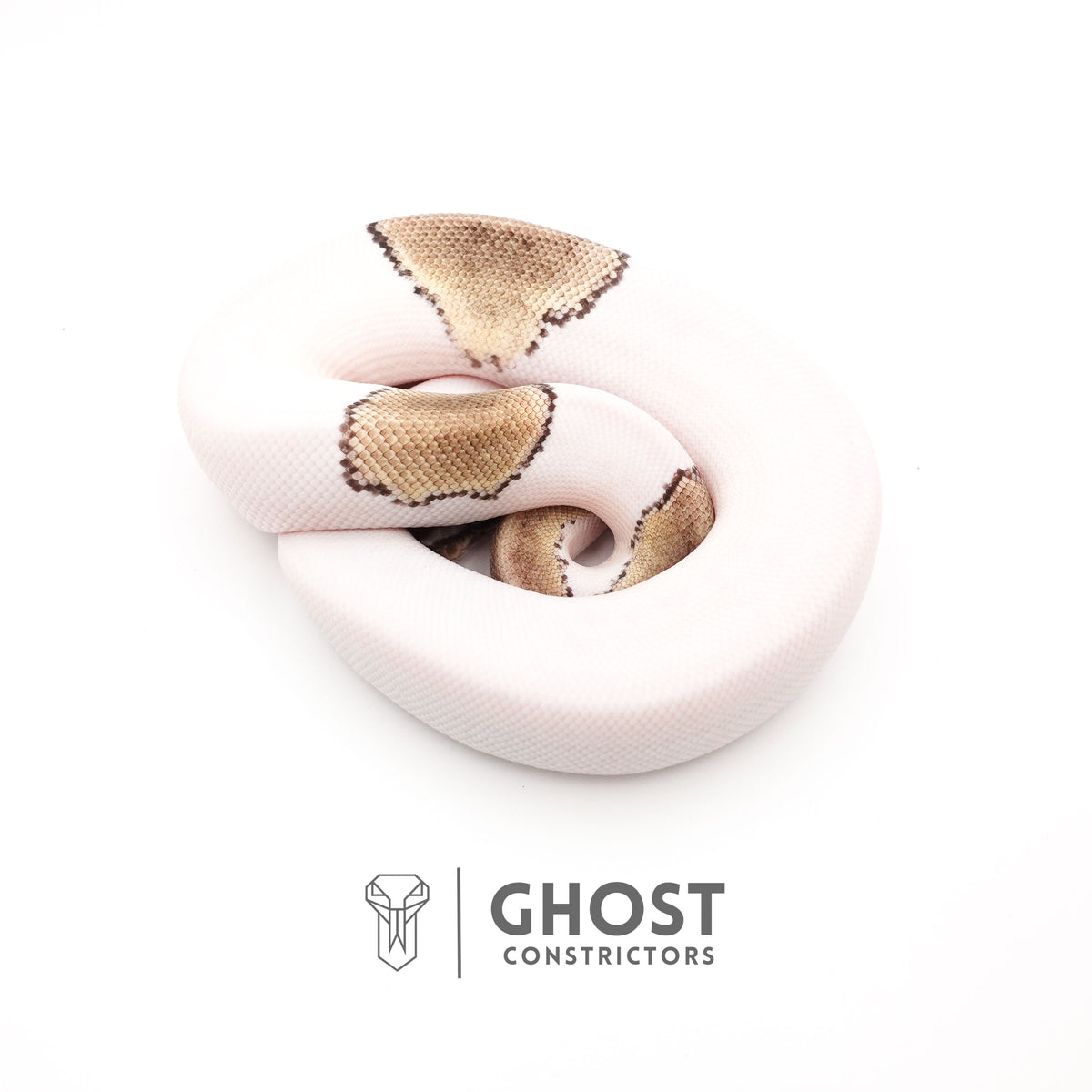 Mojave VPI Axanthic Pied Ball Python — Male, 2025 hatch, captive-bred by Ghost Constrictors