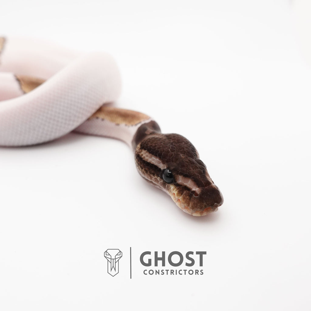 Mojave VPI Axanthic Pied Ball Python — Male, 2025 hatch, captive-bred by Ghost Constrictors