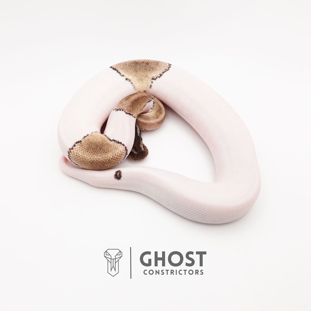 Mojave VPI Axanthic Pied Ball Python — Male, 2025 hatch, captive-bred by Ghost Constrictors