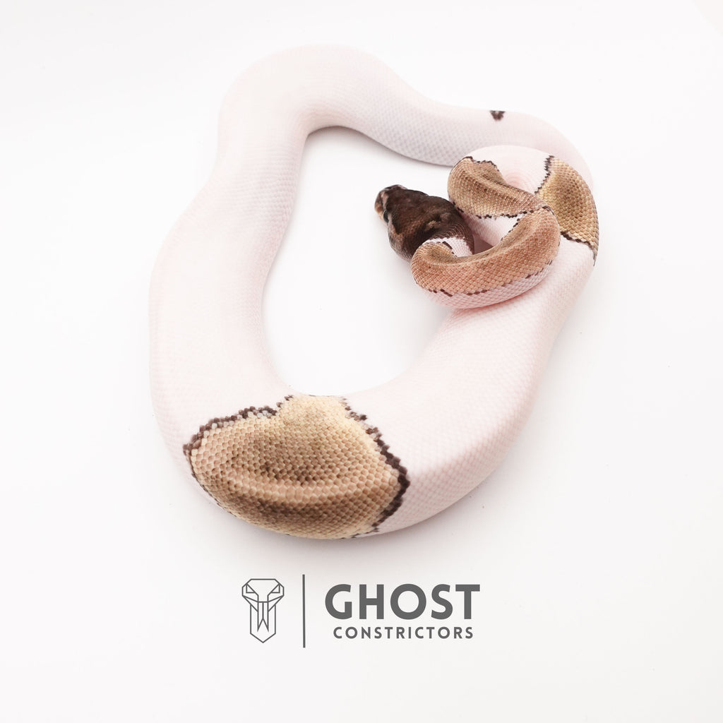 Mojave VPI Axanthic Pied Ball Python — Male, 2025 hatch, captive-bred by Ghost Constrictors