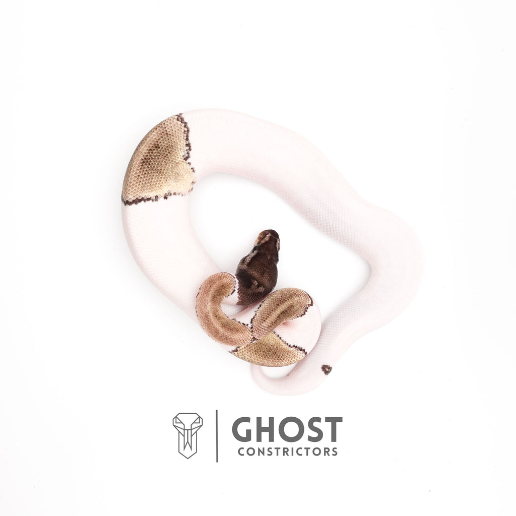 Mojave VPI Axanthic Pied Ball Python — Male, 2025 hatch, captive-bred by Ghost Constrictors