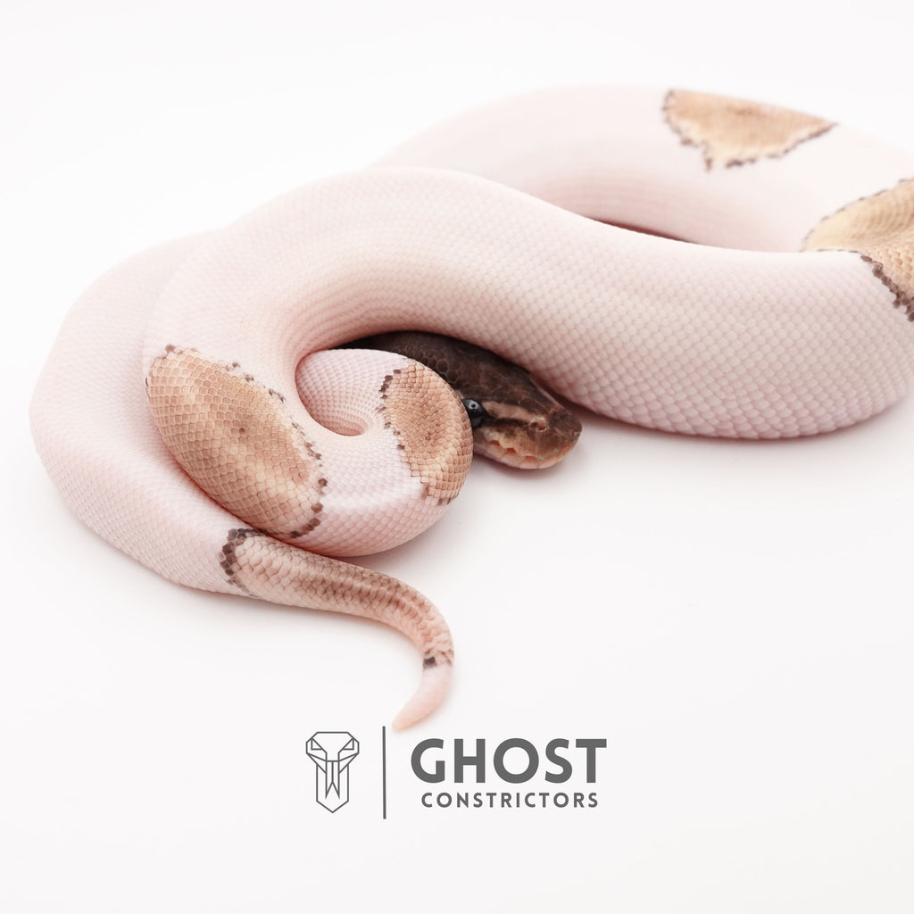 VPI Axanthic Pied Mojave Ball Python — Male, 2025 hatch, captive-bred by Ghost Constrictors