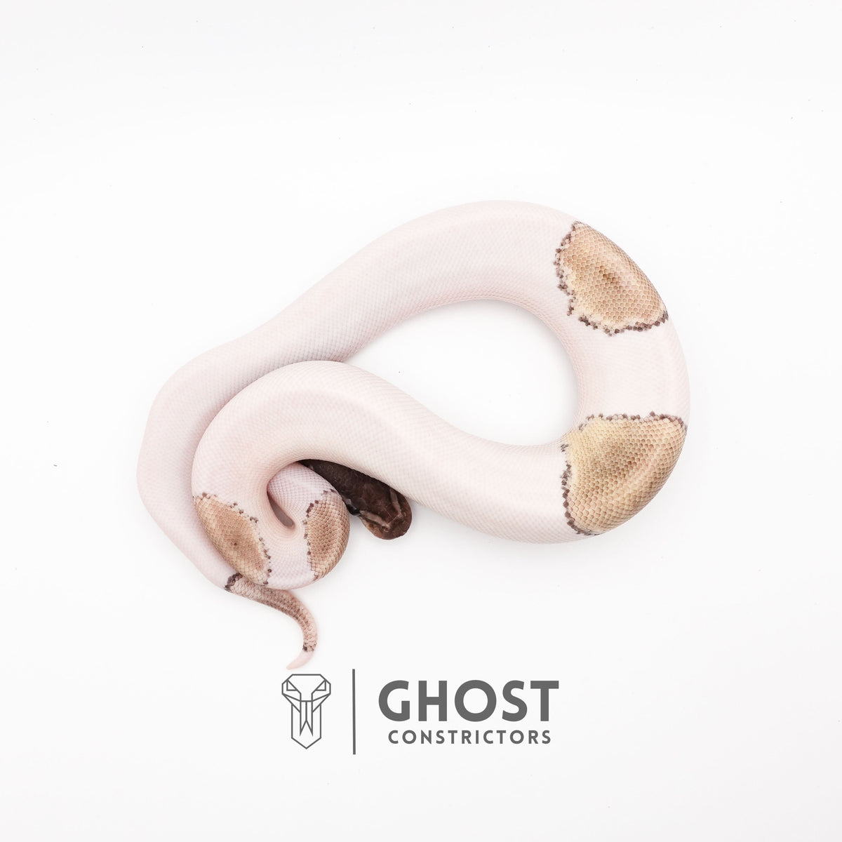 VPI Axanthic Pied Mojave Ball Python — Male, 2025 hatch, captive-bred by Ghost Constrictors
