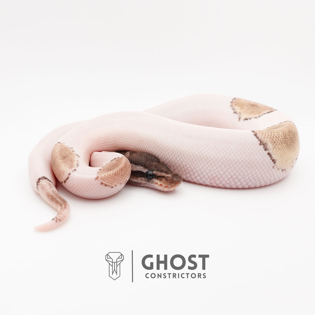 VPI Axanthic Pied Mojave Ball Python — Male, 2025 hatch, captive-bred by Ghost Constrictors