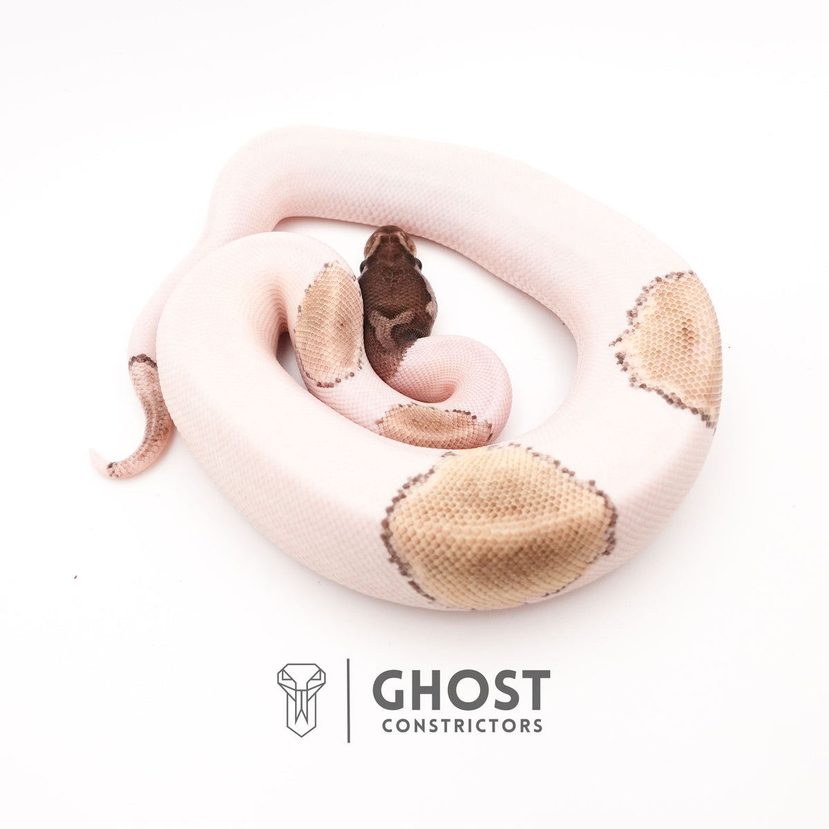 VPI Axanthic Pied Mojave Ball Python — Male, 2025 hatch, captive-bred by Ghost Constrictors