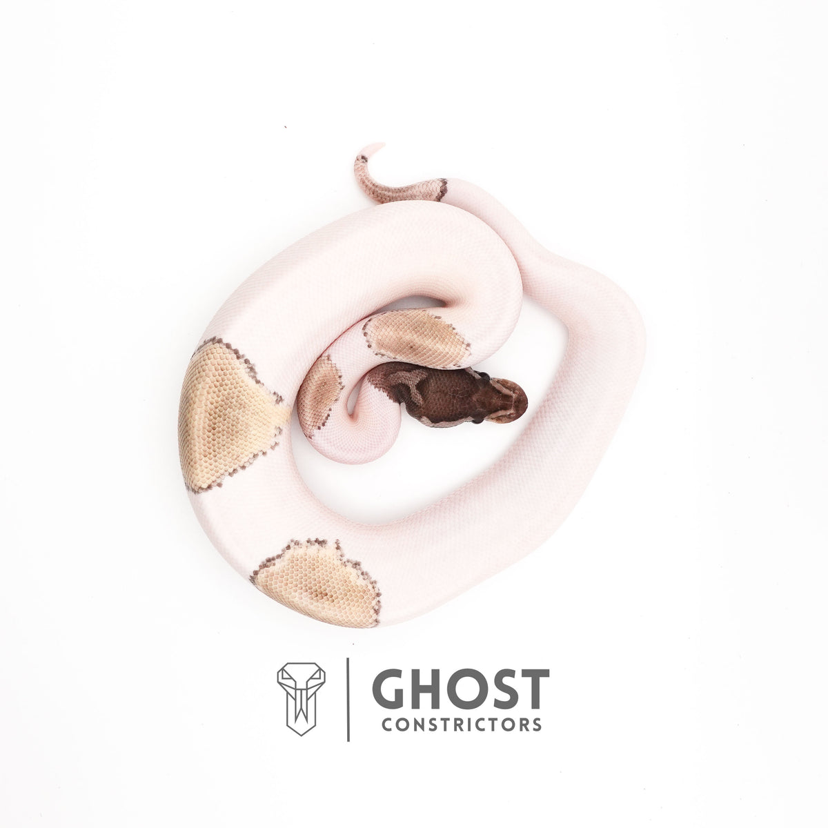 VPI Axanthic Pied Mojave Ball Python — Male, 2025 hatch, captive-bred by Ghost Constrictors