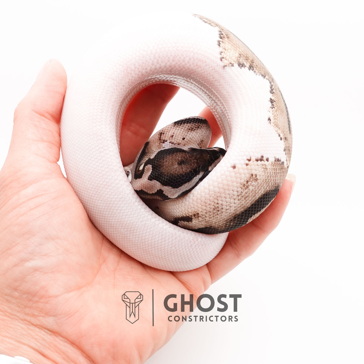 VPI Pied Ball Python for Sale — Female, 2025 hatch, captive-bred by Ghost Constrictors