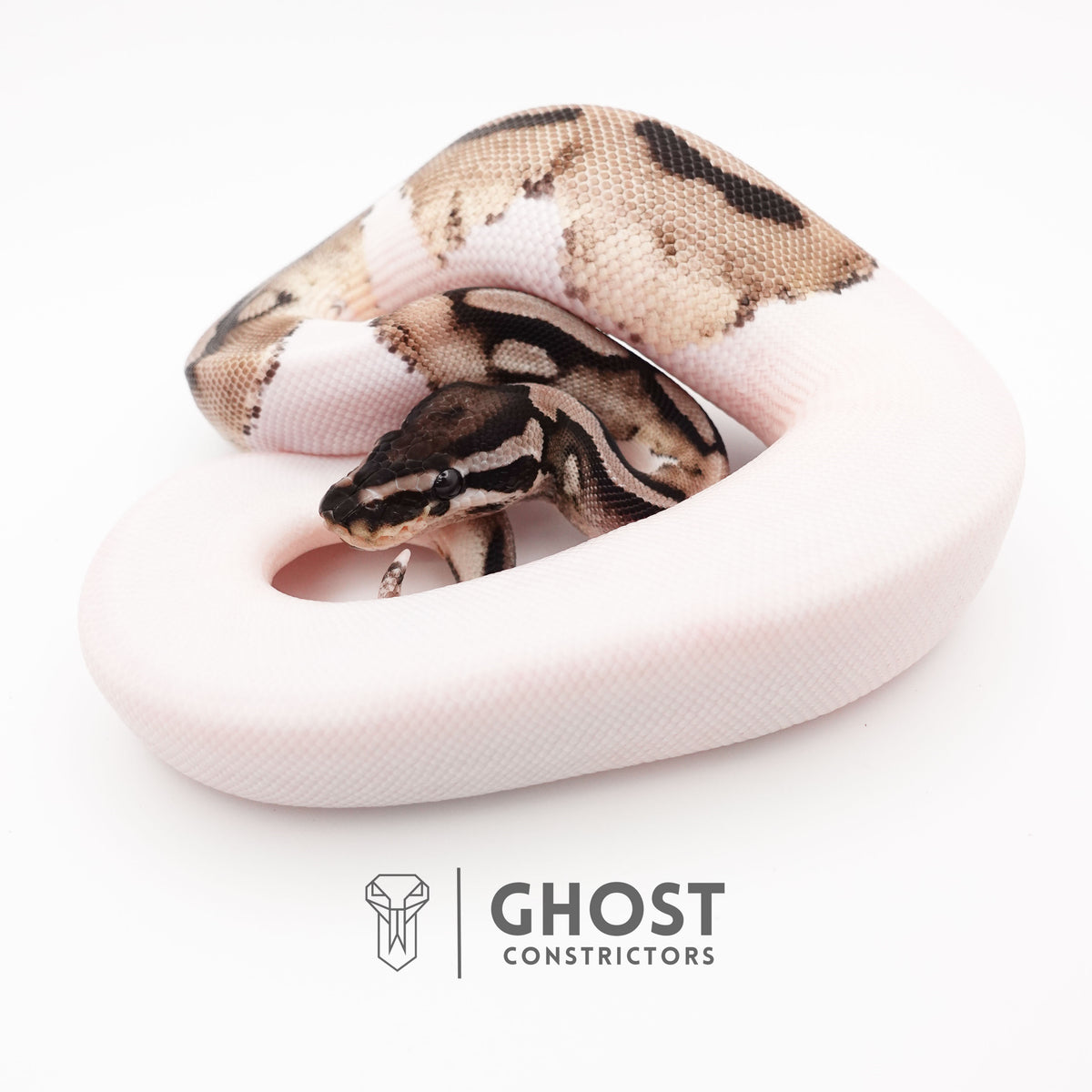 VPI Pied Ball Python for Sale — Female, 2025 hatch, captive-bred by Ghost Constrictors