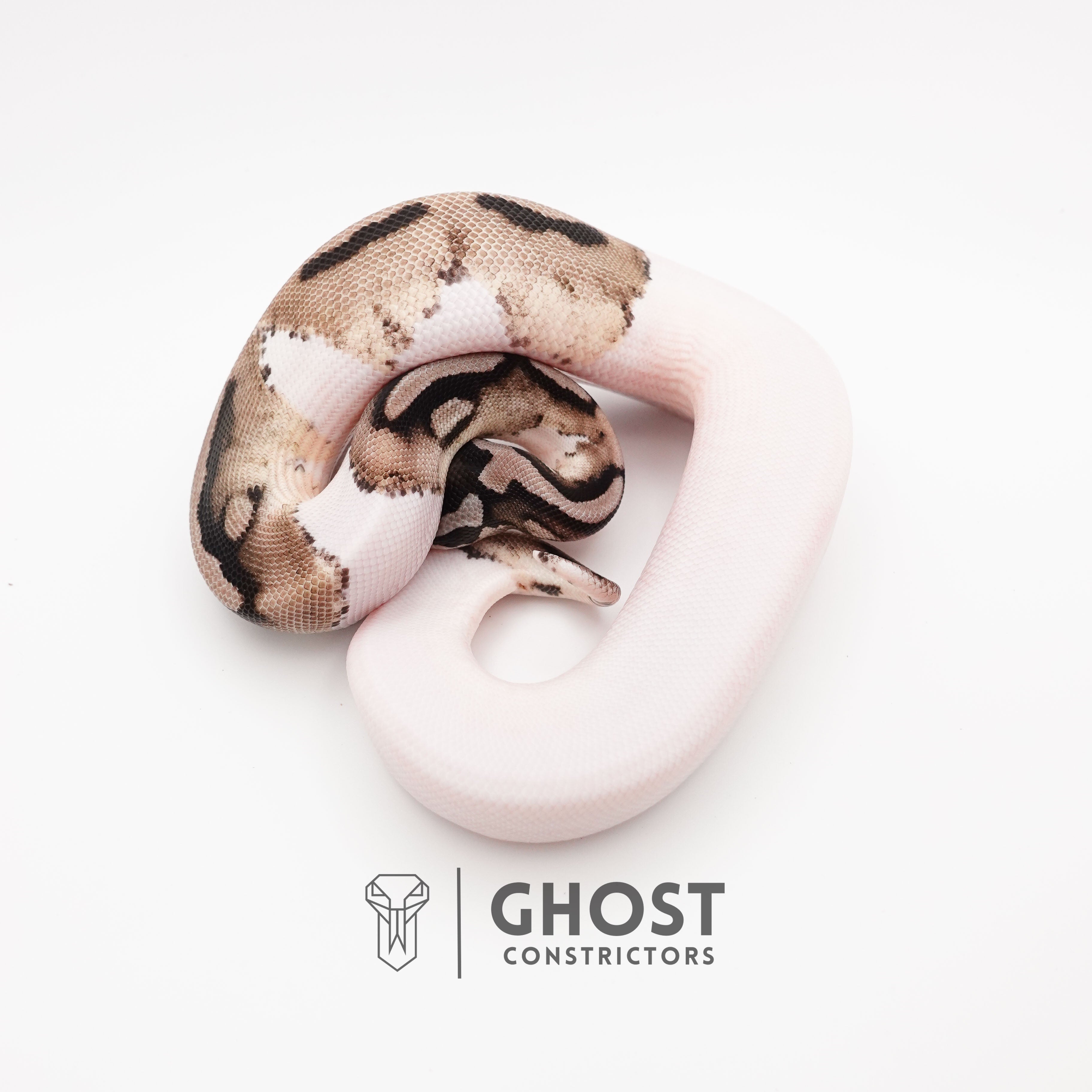 Shop VPI Pied Ball Pythons for Sale – Ghost Constrictors