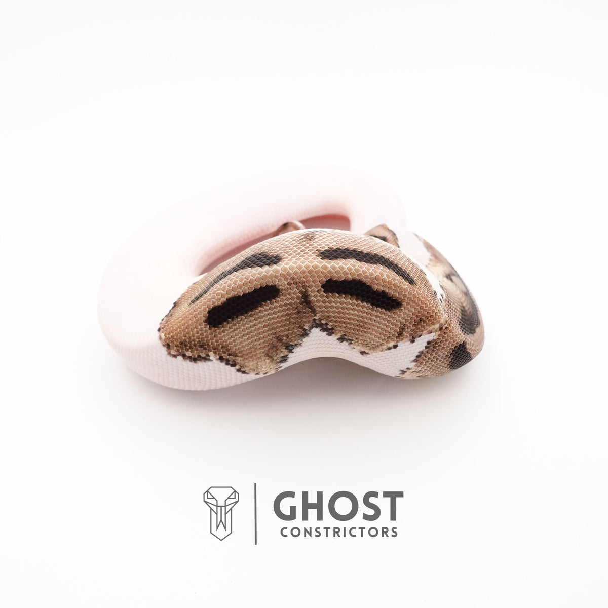 VPI Pied Ball Python for Sale — Female, 2025 hatch, captive-bred by Ghost Constrictors