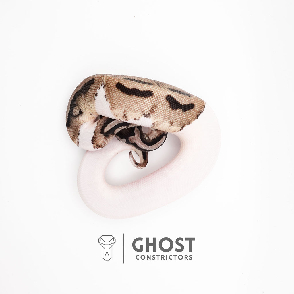 VPI Pied Ball Python for Sale — Female, 2025 hatch, captive-bred by Ghost Constrictors