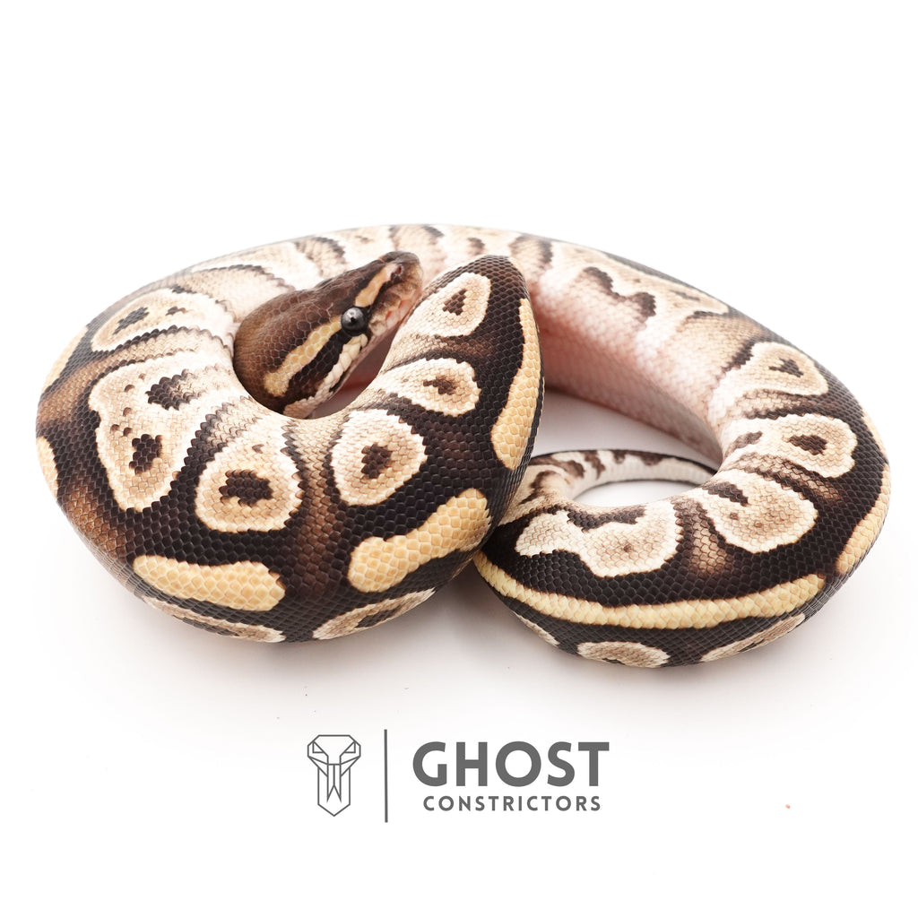 Mojave Het VPI Axanthic Het Pied Ball Python — Male, 2025 hatch, captive-bred by Ghost Constrictors