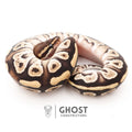 Mojave Het VPI Axanthic Het Pied Ball Python — Male, 2025 hatch, captive-bred by Ghost Constrictors