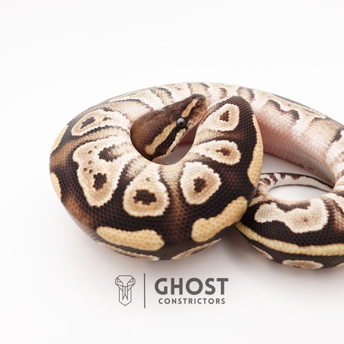 Mojave Het VPI Axanthic Het Pied Ball Python — Male, 2025 hatch, captive-bred by Ghost Constrictors