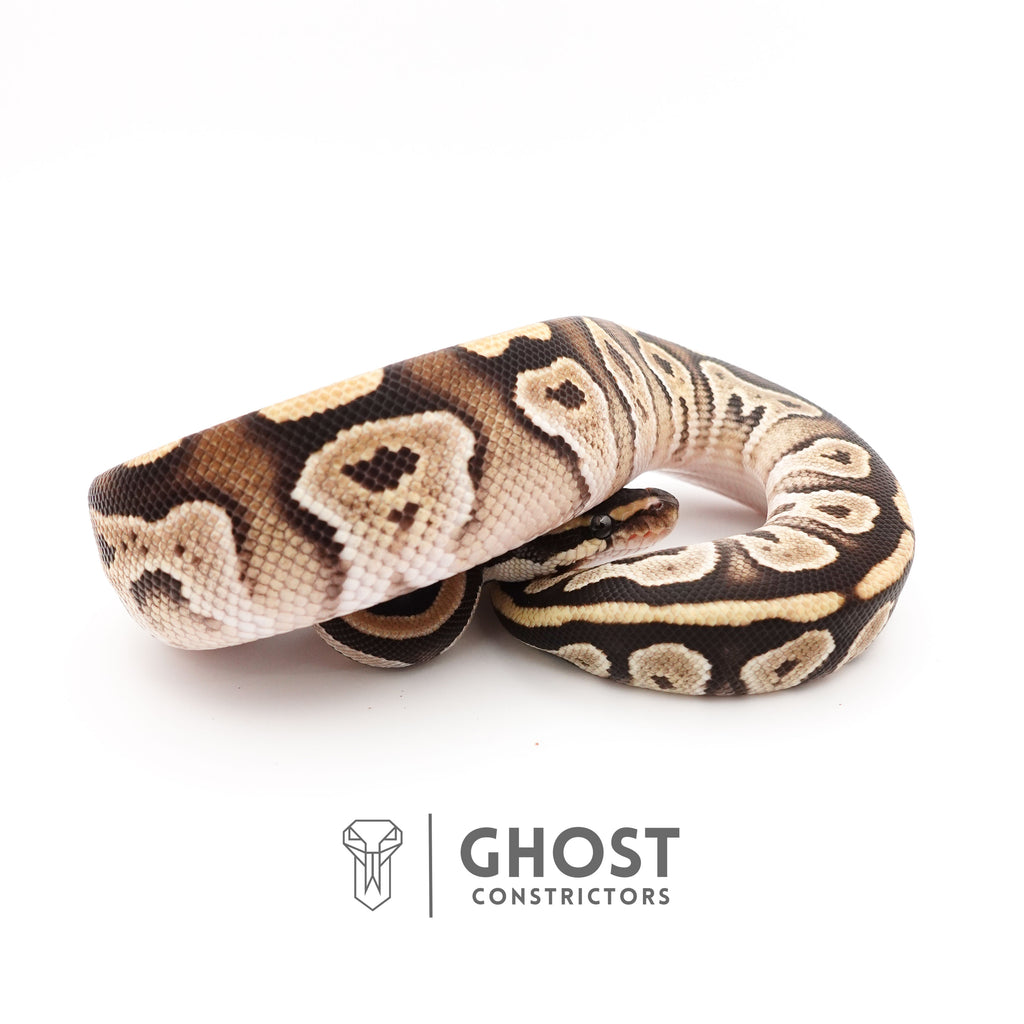 Mojave Het VPI Axanthic Het Pied Ball Python — Male, 2025 hatch, captive-bred by Ghost Constrictors