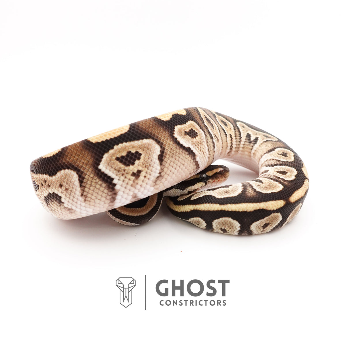 Mojave Het VPI Axanthic Het Pied Ball Python — Male, 2025 hatch, captive-bred by Ghost Constrictors