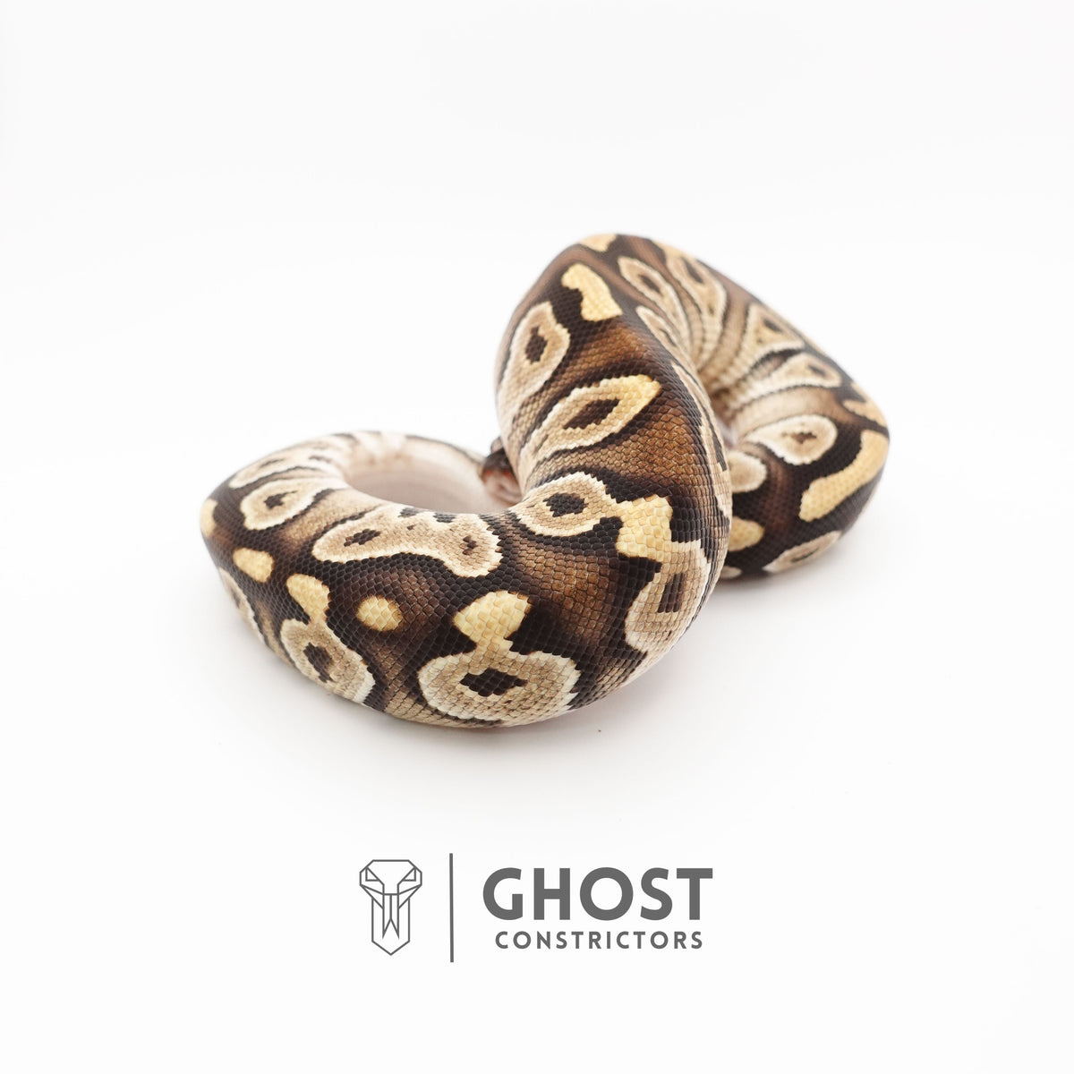 Mojave Het VPI Axanthic Het Pied Ball Python — Male, 2025 hatch, captive-bred by Ghost Constrictors