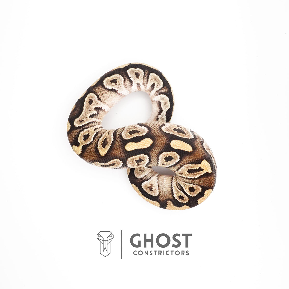 Mojave Het VPI Axanthic Het Pied Ball Python — Male, 2025 hatch, captive-bred by Ghost Constrictors