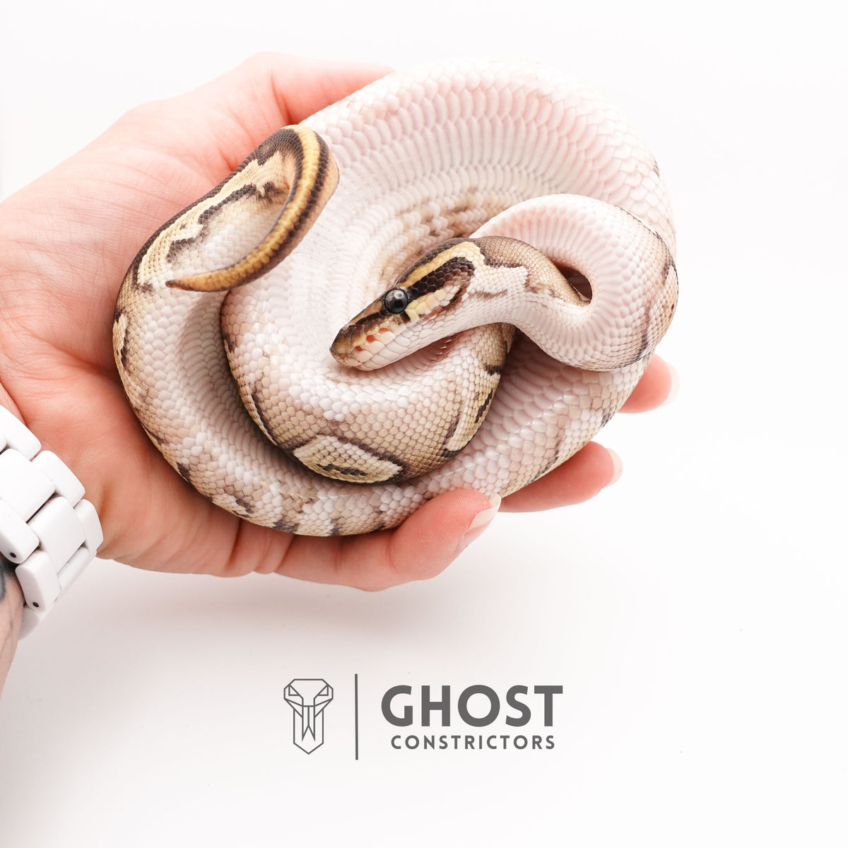 Mojave Het VPI Axanthic Het Pied Ball Python for Sale — Female, 2025 hatch, captive-bred by Ghost Constrictors
