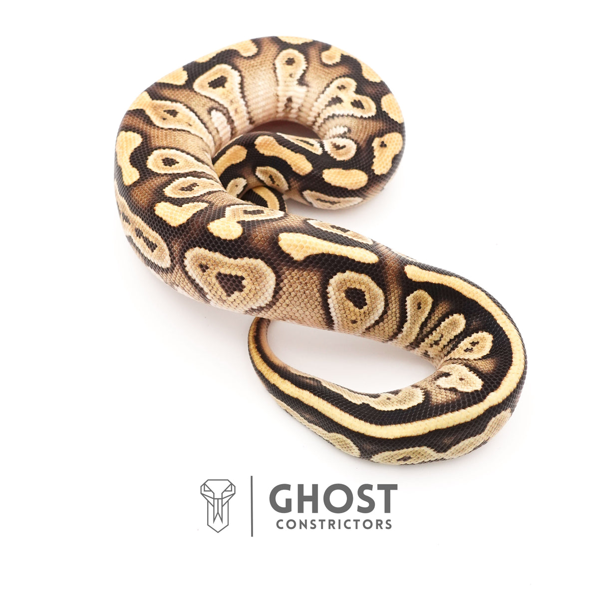 Mojave Het VPI Axanthic Het Pied Ball Python for Sale — Female, 2025 hatch, captive-bred by Ghost Constrictors