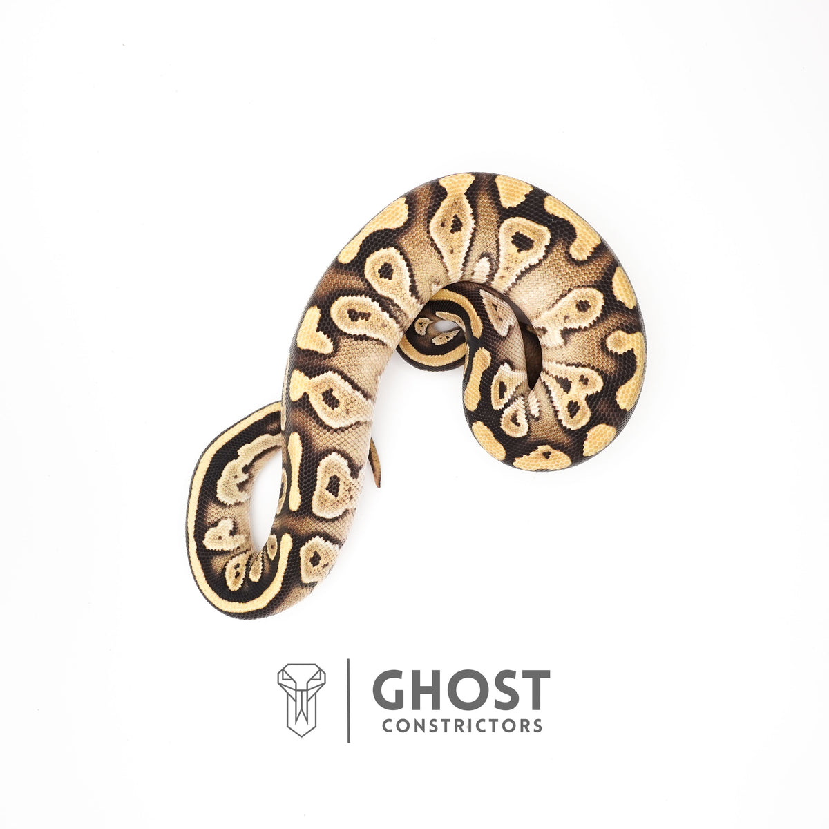 Mojave Het VPI Axanthic Het Pied Ball Python for Sale — Female, 2025 hatch, captive-bred by Ghost Constrictors