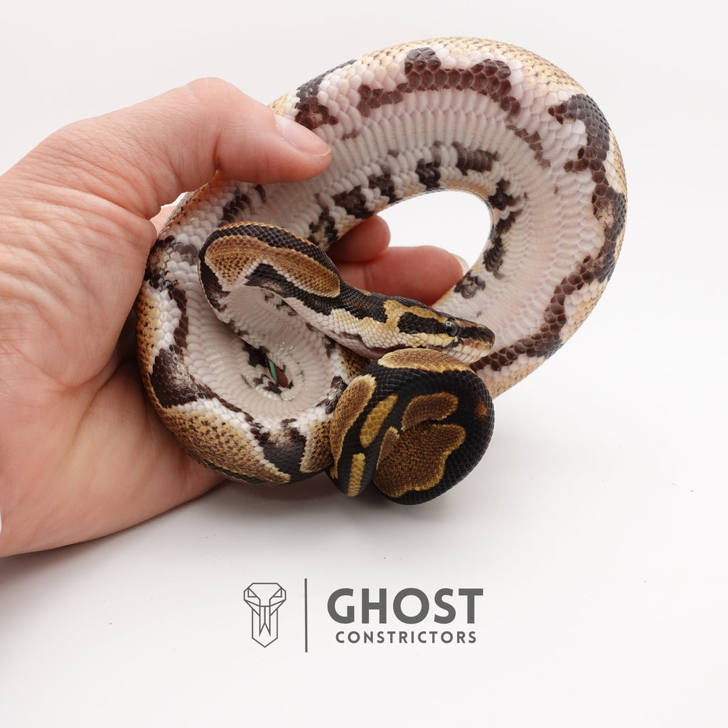 Het VPI Axanthic Het Piebald Ball Python for Sale — Female, 2025 hatch, captive-bred by Ghost Constrictors