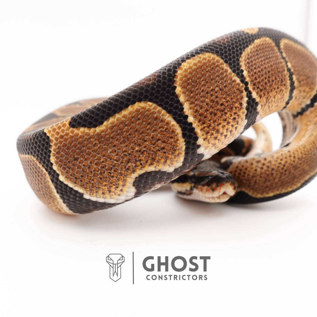 Het VPI Axanthic Het Piebald Ball Python for Sale — Female, 2025 hatch, captive-bred by Ghost Constrictors