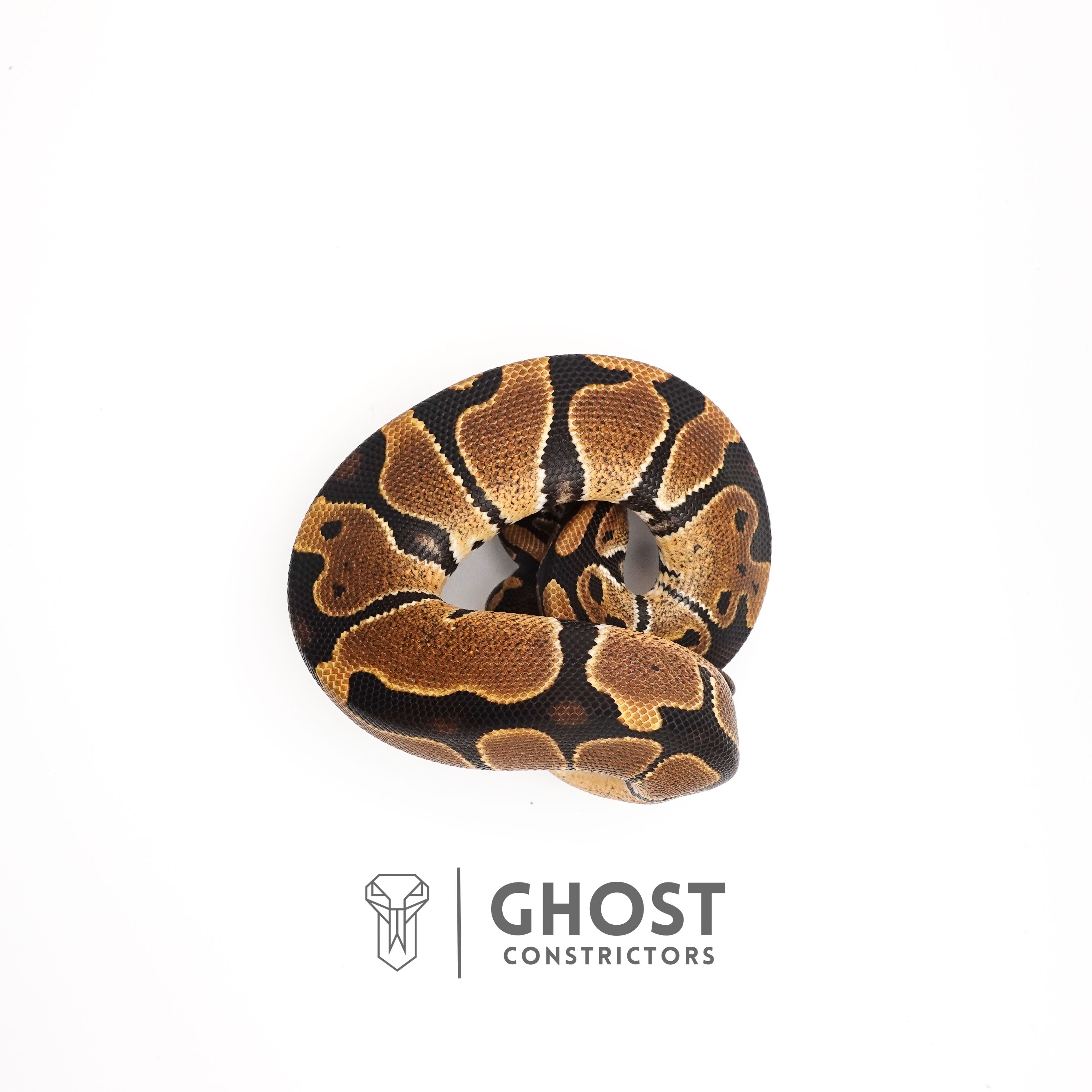 Hett Ball Python Het VPI Axanthic Het Piebald Ball Python | Beginner Ball Python – Ghost ...