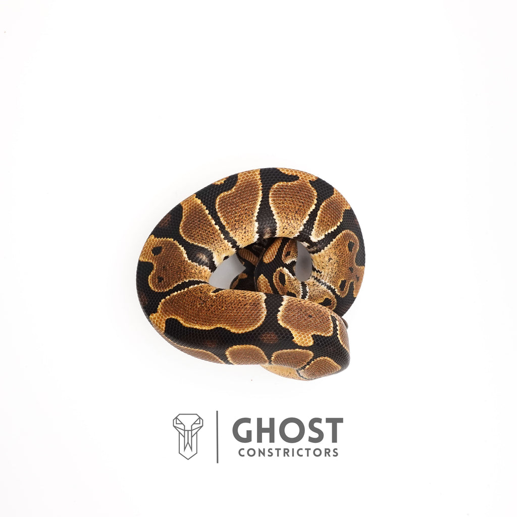 Het VPI Axanthic Het Piebald Ball Python for Sale — Female, 2025 hatch, captive-bred by Ghost Constrictors