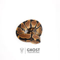 Het VPI Axanthic Het Piebald Ball Python for Sale — Female, 2025 hatch, captive-bred by Ghost Constrictors