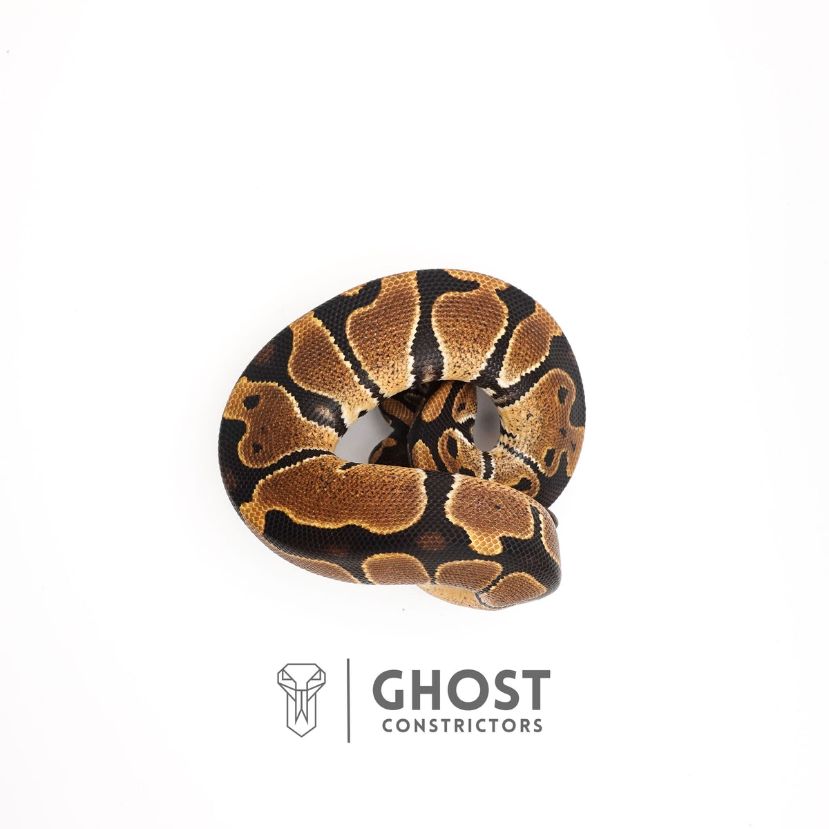 Het VPI Axanthic Het Piebald Ball Python for Sale — Female, 2025 hatch, captive-bred by Ghost Constrictors