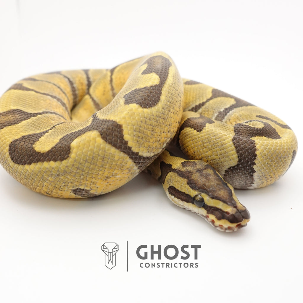 Super Enchi Hypo — Male, 2024 hatch, captive-bred by Ghost Constrictors