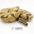Super Enchi Hypo — Male, 2024 hatch, captive-bred by Ghost Constrictors