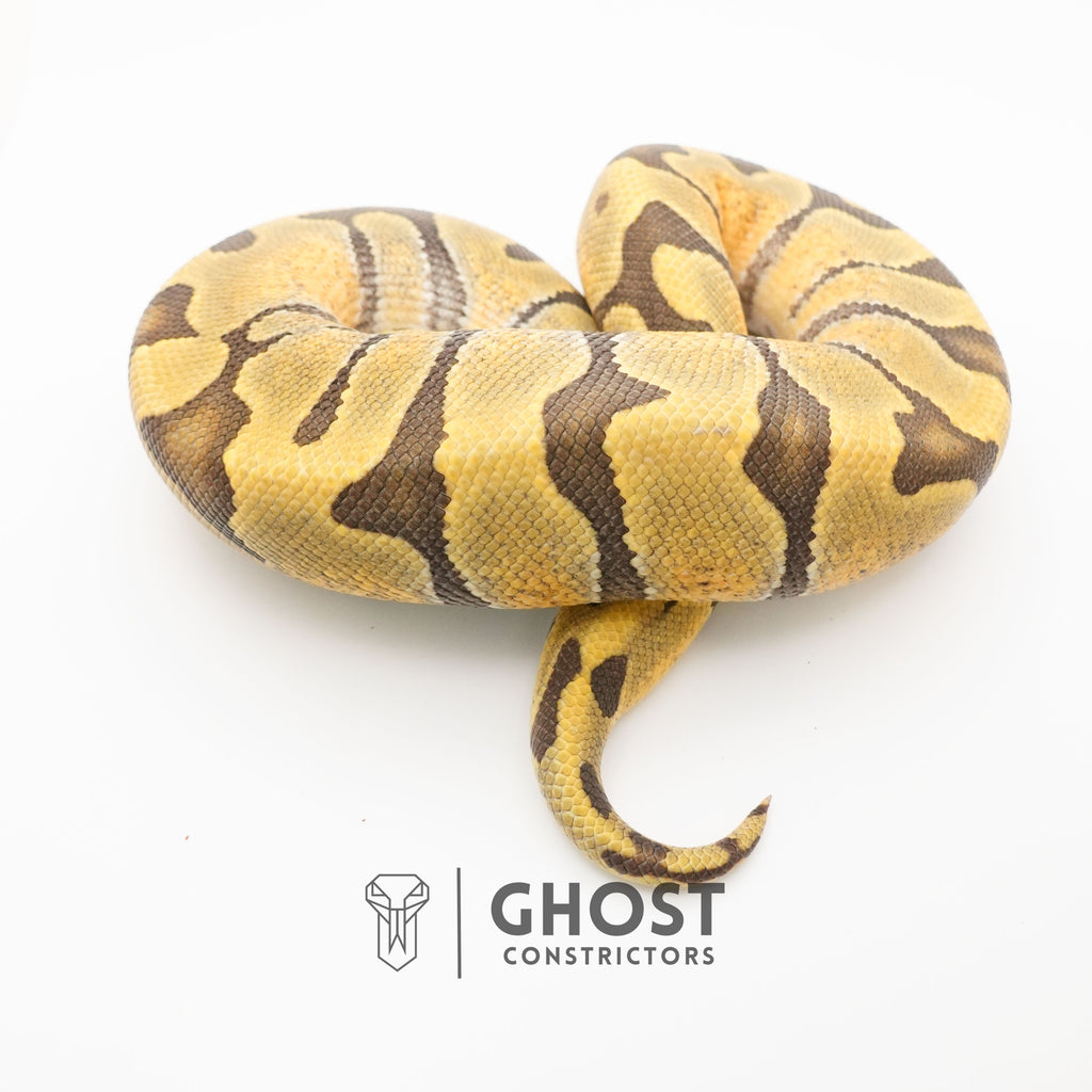 Super Enchi Hypo — Male, 2024 hatch, captive-bred by Ghost Constrictors