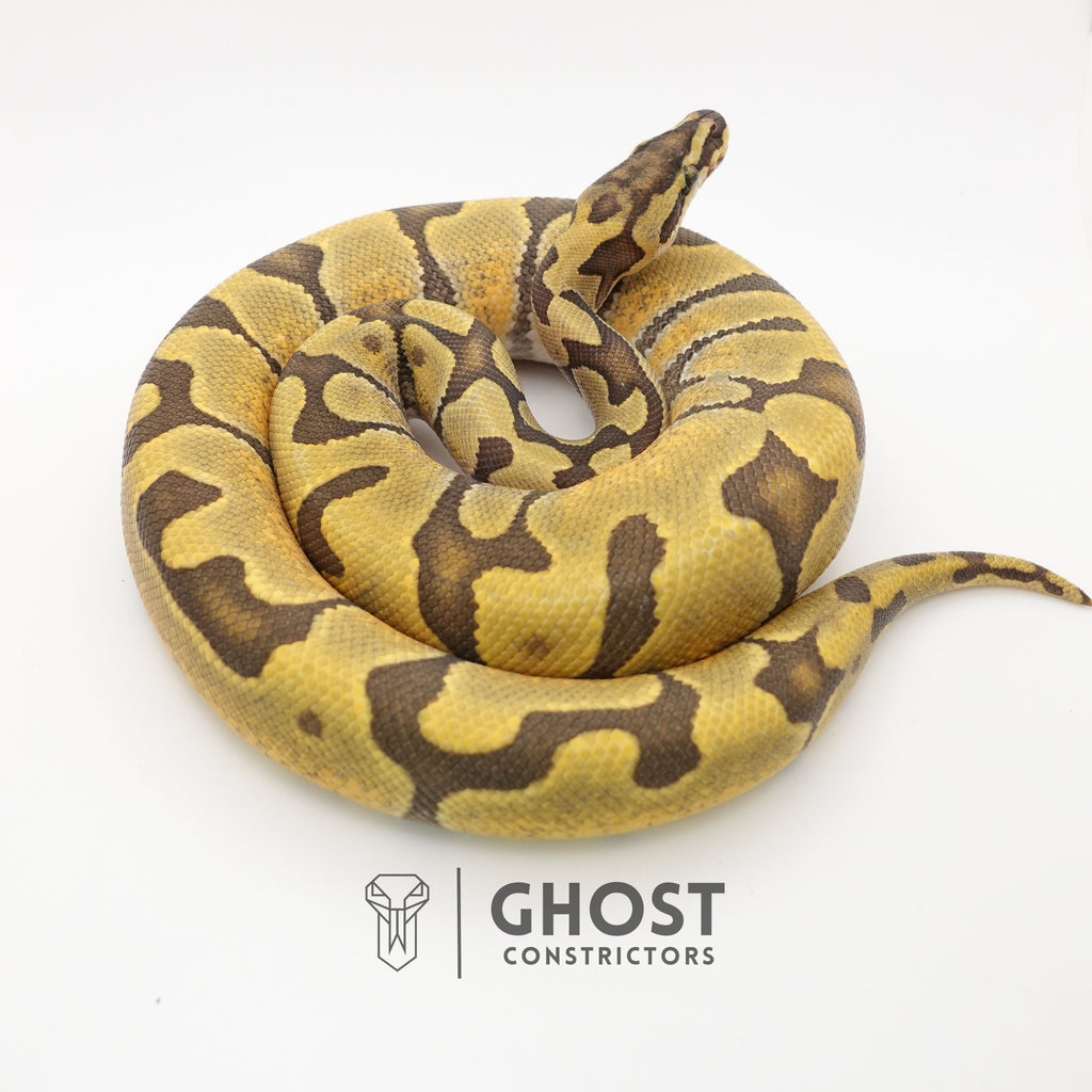 Super Enchi Hypo — Male, 2024 hatch, captive-bred by Ghost Constrictors