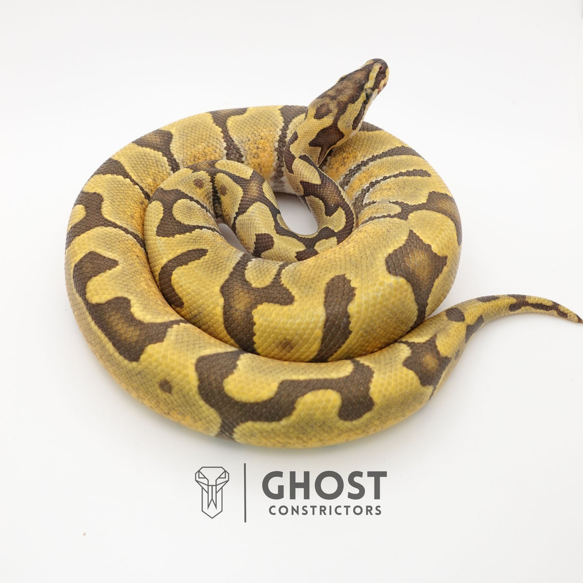 Super Enchi Hypo — Male, 2024 hatch, captive-bred by Ghost Constrictors