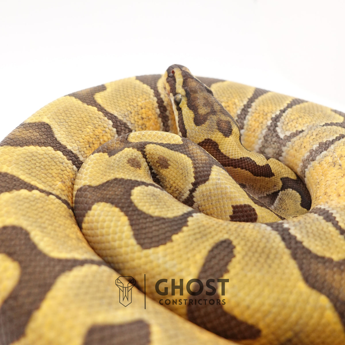 Super Enchi Hypo — Male, 2024 hatch, captive-bred by Ghost Constrictors