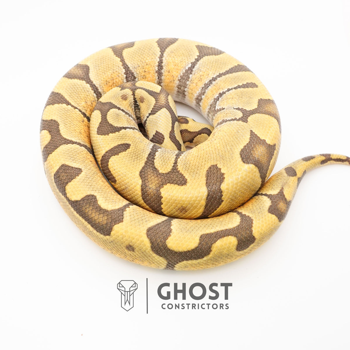 Super Enchi Hypo — Male, 2024 hatch, captive-bred by Ghost Constrictors