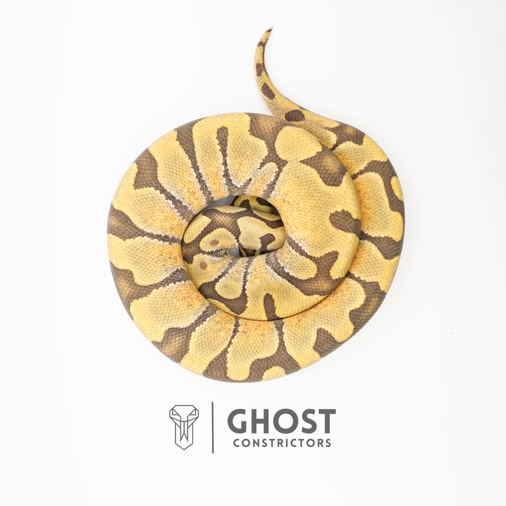 Super Enchi Hypo — Male, 2024 hatch, captive-bred by Ghost Constrictors