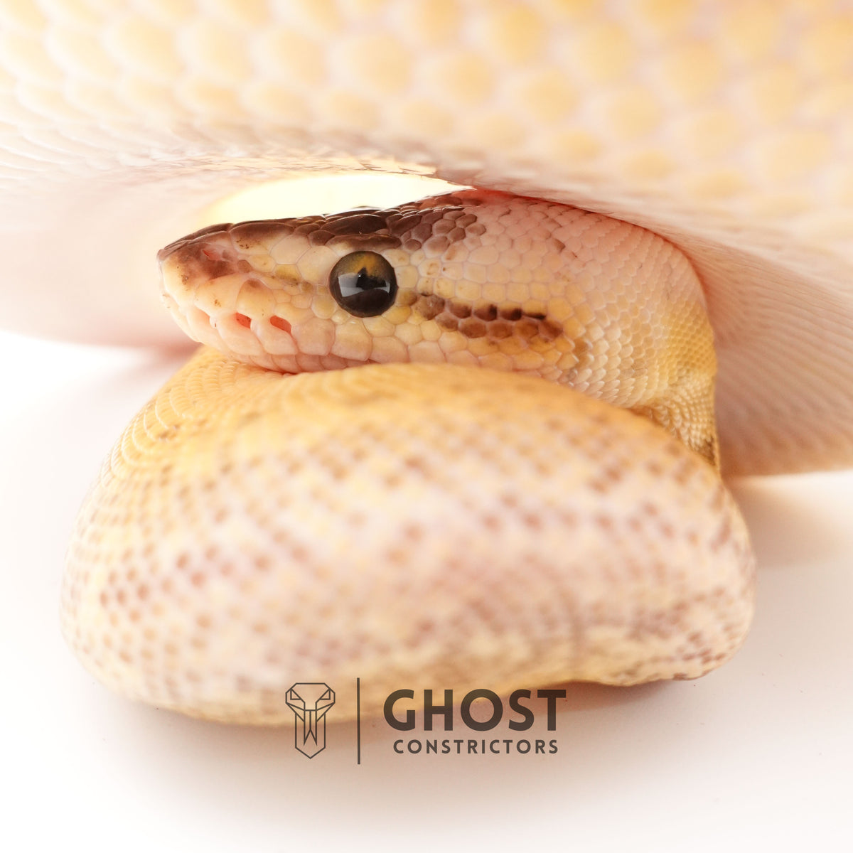 Pinstripe Super Pastel Hypo — Male, 2024 hatch, captive-bred by Ghost Constrictors