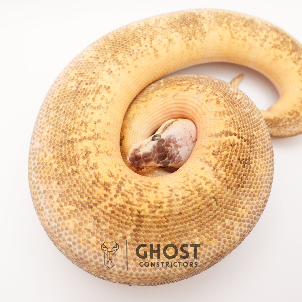 Pinstripe Super Pastel Hypo — Male, 2024 hatch, captive-bred by Ghost Constrictors