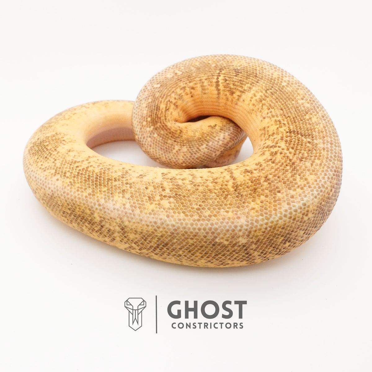 Pinstripe Super Pastel Hypo — Male, 2024 hatch, captive-bred by Ghost Constrictors