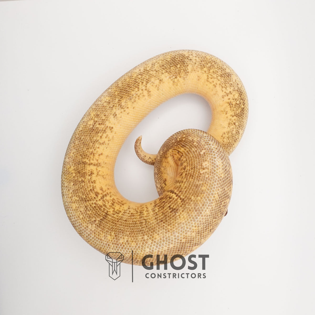 Pinstripe Super Pastel Hypo — Male, 2024 hatch, captive-bred by Ghost Constrictors