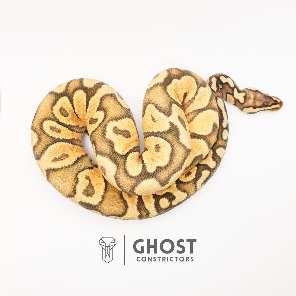 Pastel YB Enchi Hypo — Male, 2024 hatch, captive-bred by Ghost Constrictors